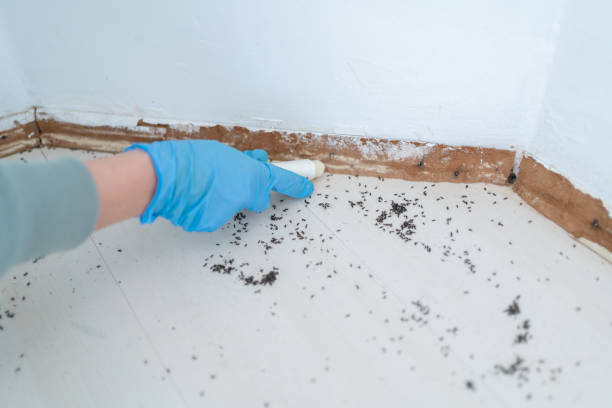 Best Termite Control Services  in Kenova, WV